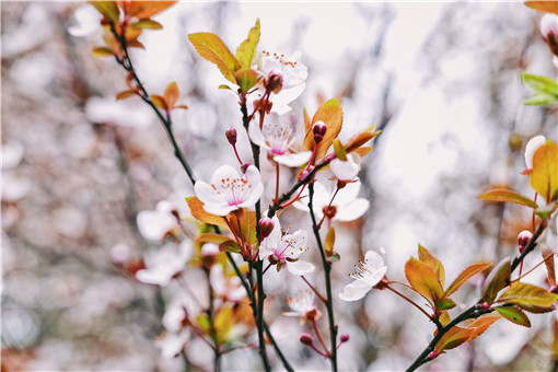 【Bsports必一体育】我校主办的林木分子生物学与生物技术国际研讨会成功召开(图3) Bsports必一体育