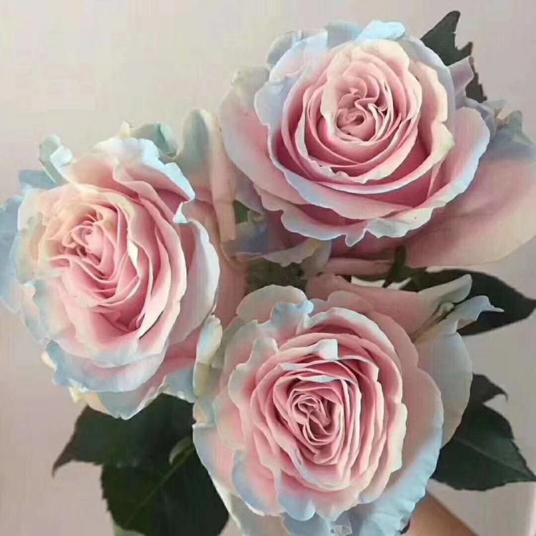 ‘Bsports必一体育’第九所安卓版下载 安卓怎么下载第九所(图1) b体育