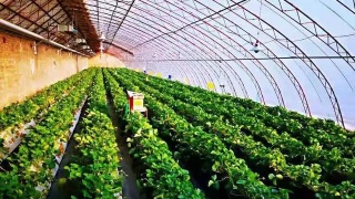 明日方舟漫画合集15 崖心镜头下的银灰“b体育”(图2) 必一