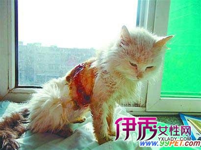 火影忍者ol手游天天疾风传技能 天天疾风传搭配阵容|Bsports必一体育(图4) b体育