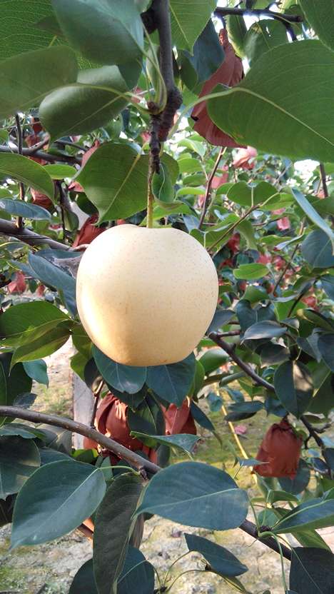 “商品林高效生产关键技术研究与示范”中期评估会议在我校召开-必一(图1) 必一