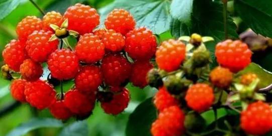 奇迹暖暖晨露芳华怎么做 晨露芳华消耗统计【必一】(图4) b体育